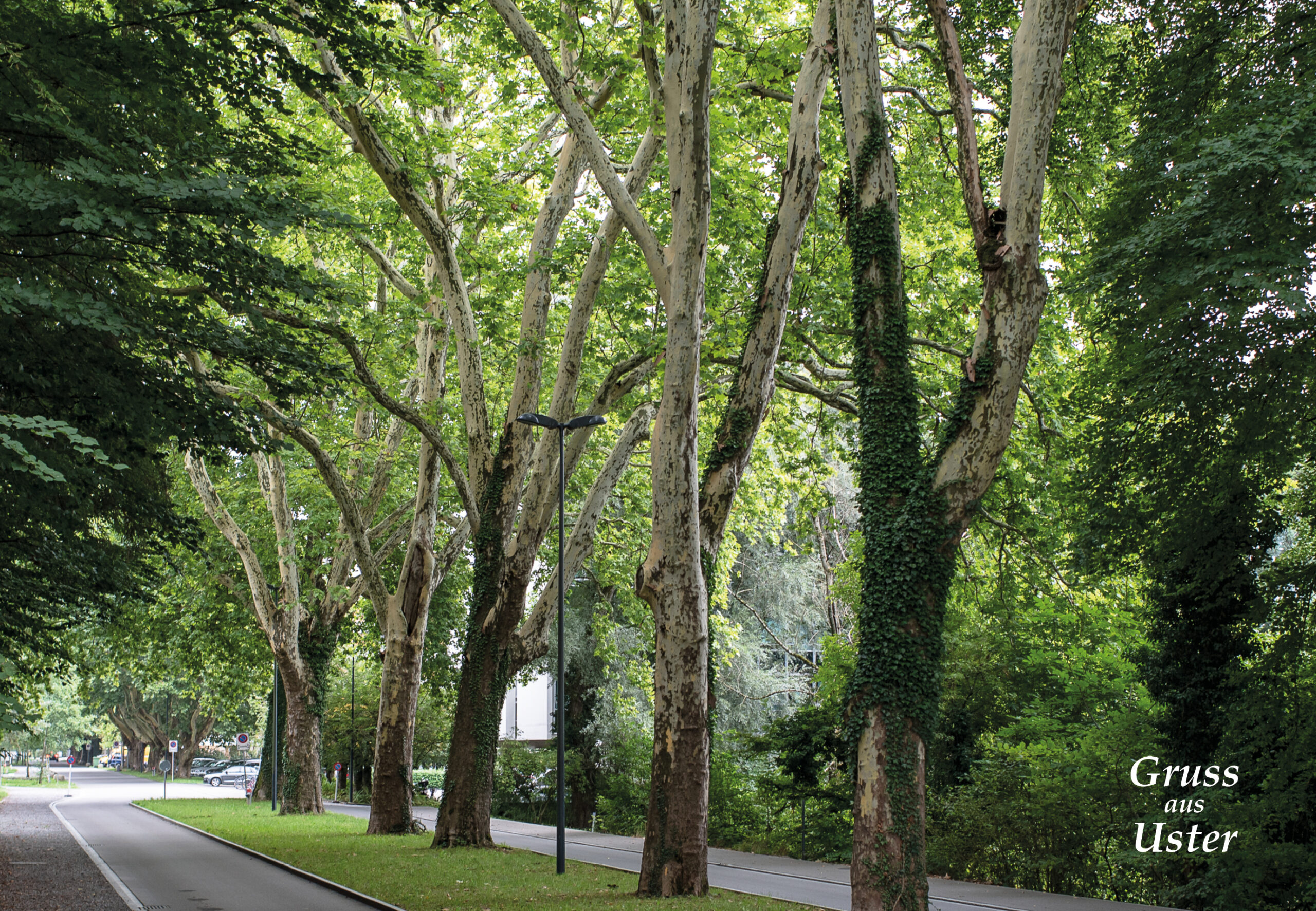 N° 109 – Zellwegerpark